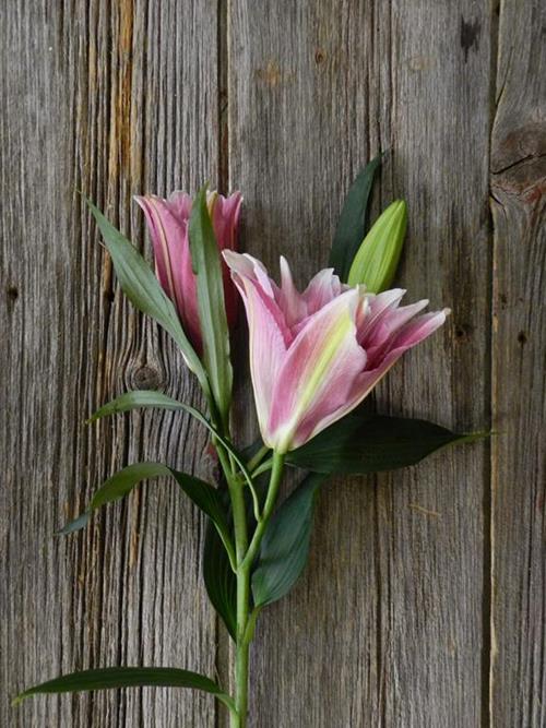 DOUBLE BLOOM ROSE LILY BICOLOR WHITE/PINK ORIENTAL LILIES